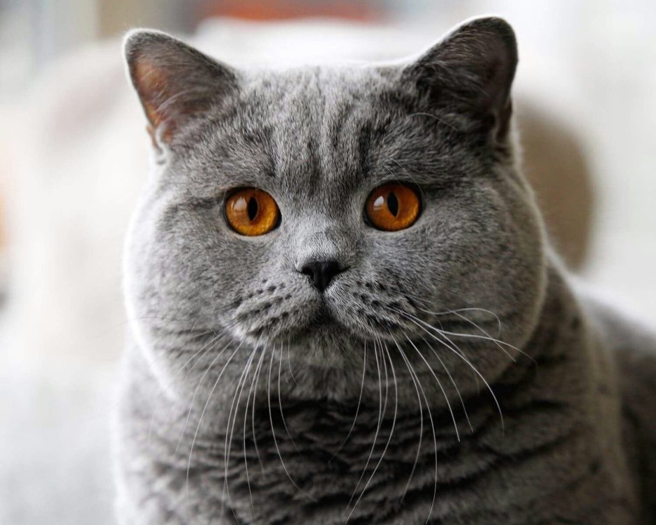 Кот британский Монарх
