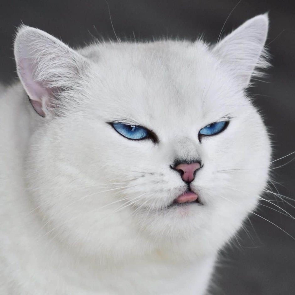 Голубоглазый кот