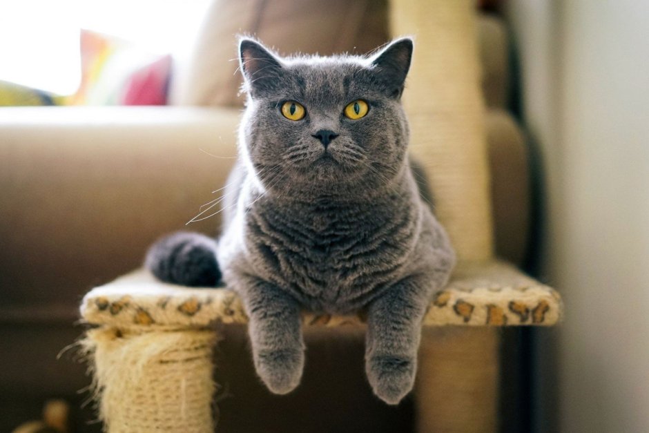 Шотландская короткошёрстная кошка серая