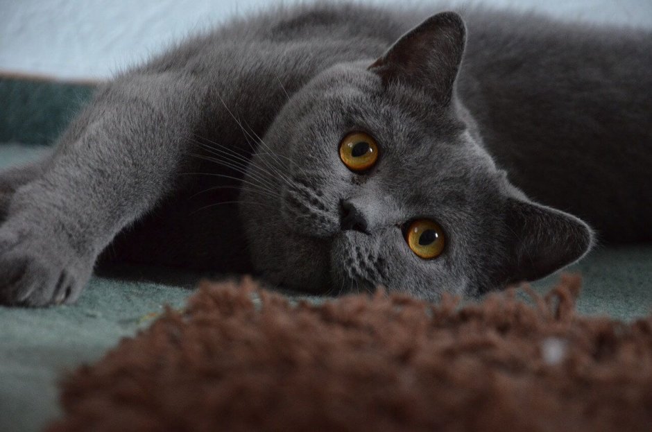 Британец кот