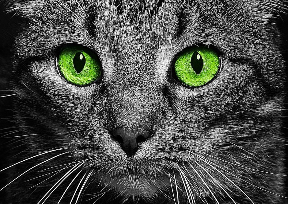 Кошачий глаз