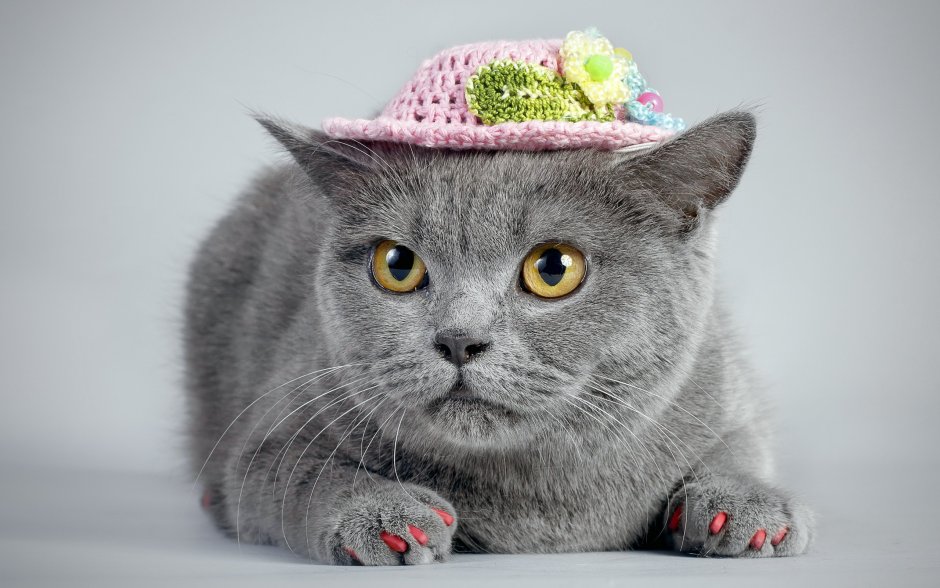 Смешной серый кот