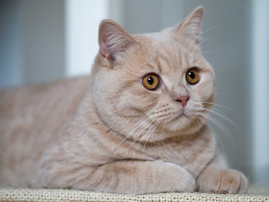 Витанская короткошёрстная кошка