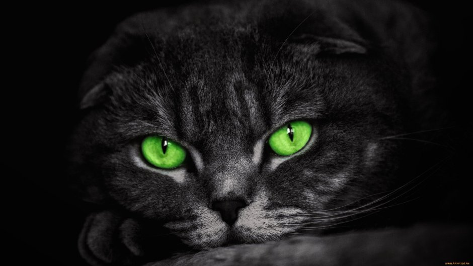 Шотландская вислоухая кошка черная с зелеными глазами