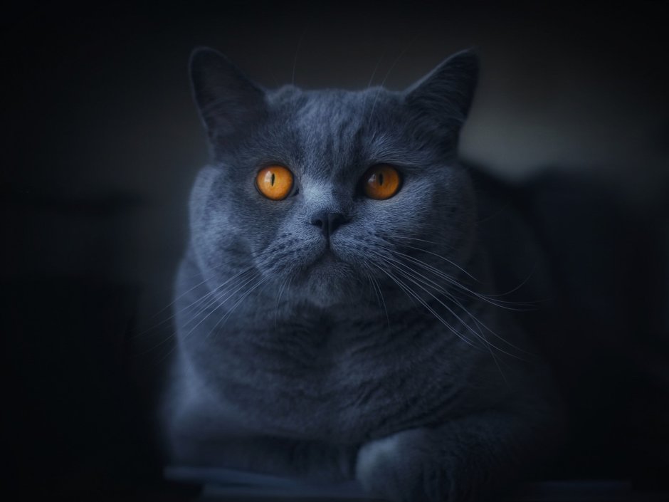 Британский короткошерстный кот