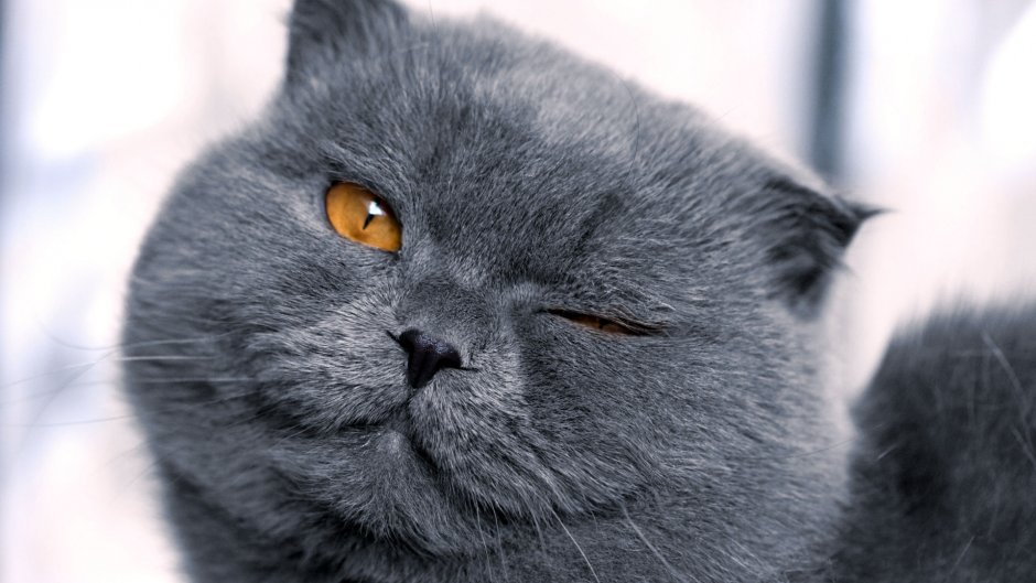 Британская кошка