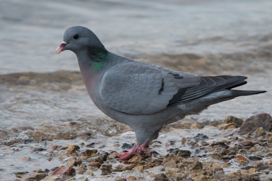 Клинтух (Columba Oenas)