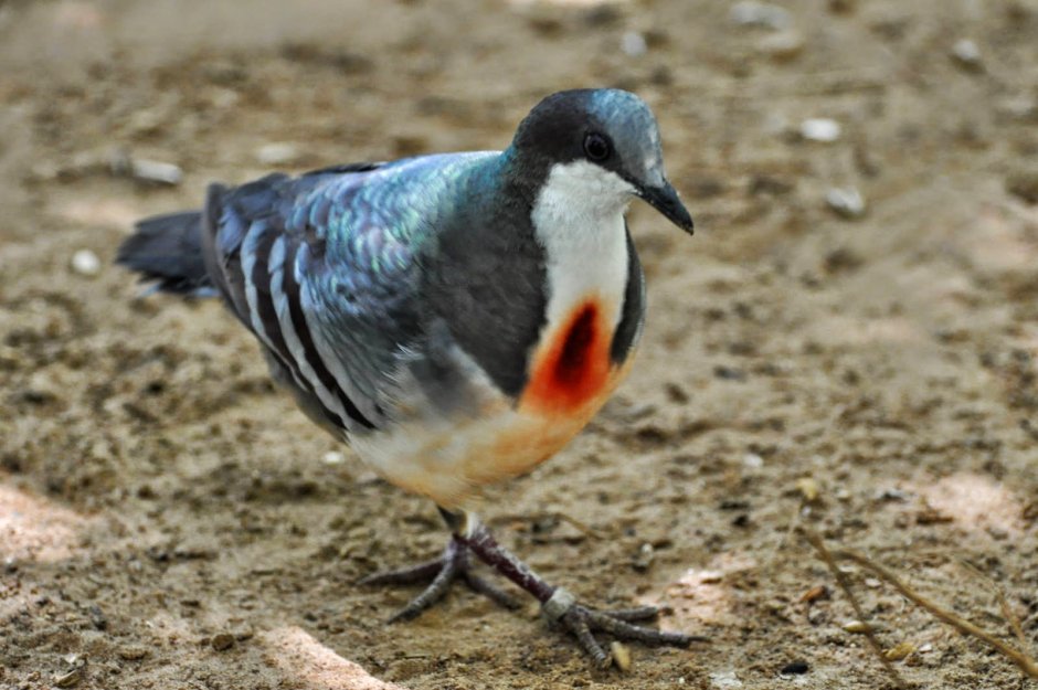 Клинтух (Columba Oenas)