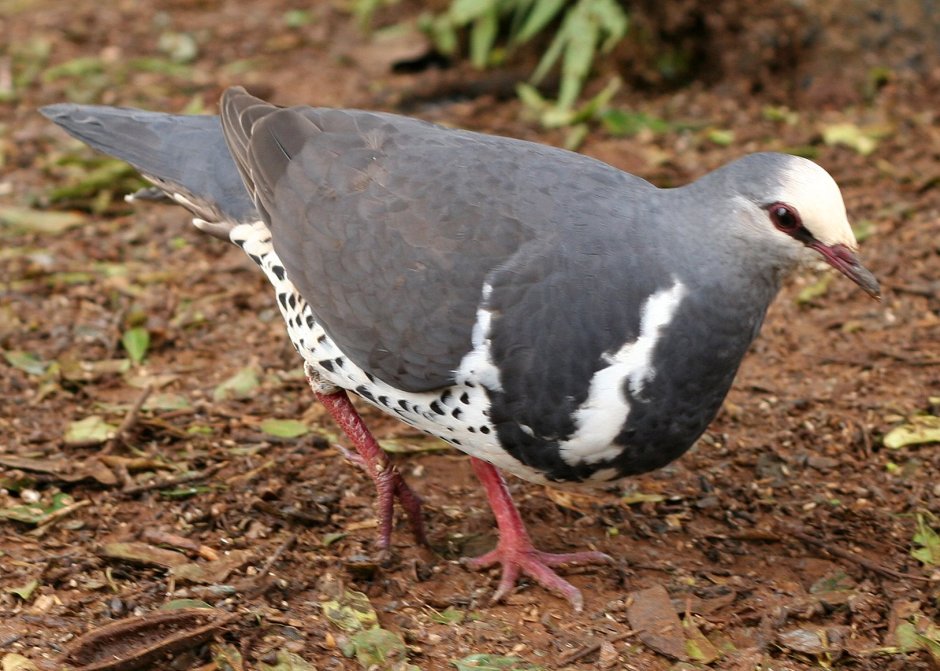 Leucosarcia melanoleuca