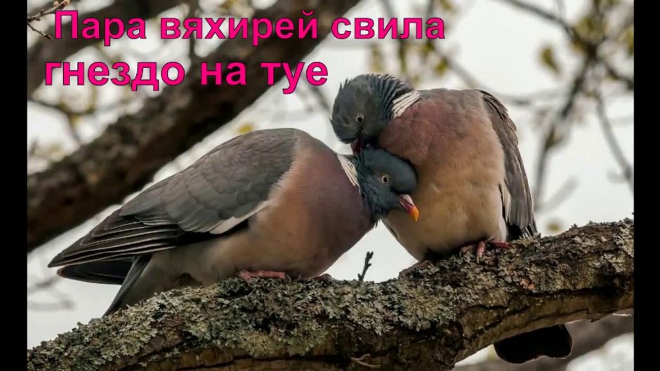 Изумрудная Горлица