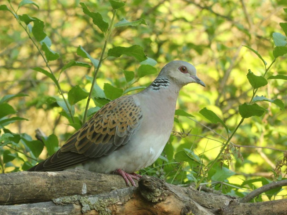Обыкновенная Горлица (Streptopelia Turtur)