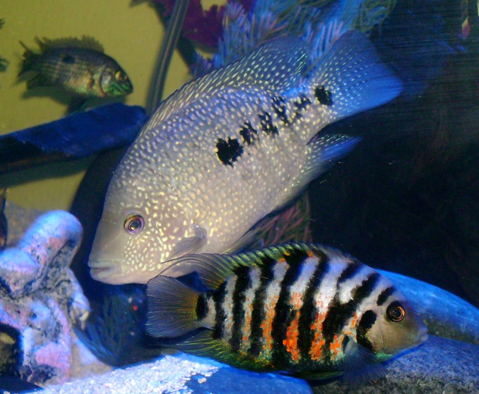 Convict Cichlid