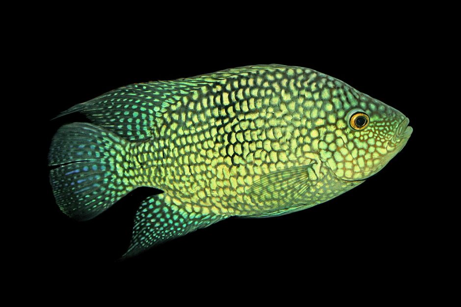Бриллиантовая цихлазома (Herichthys carpintis)