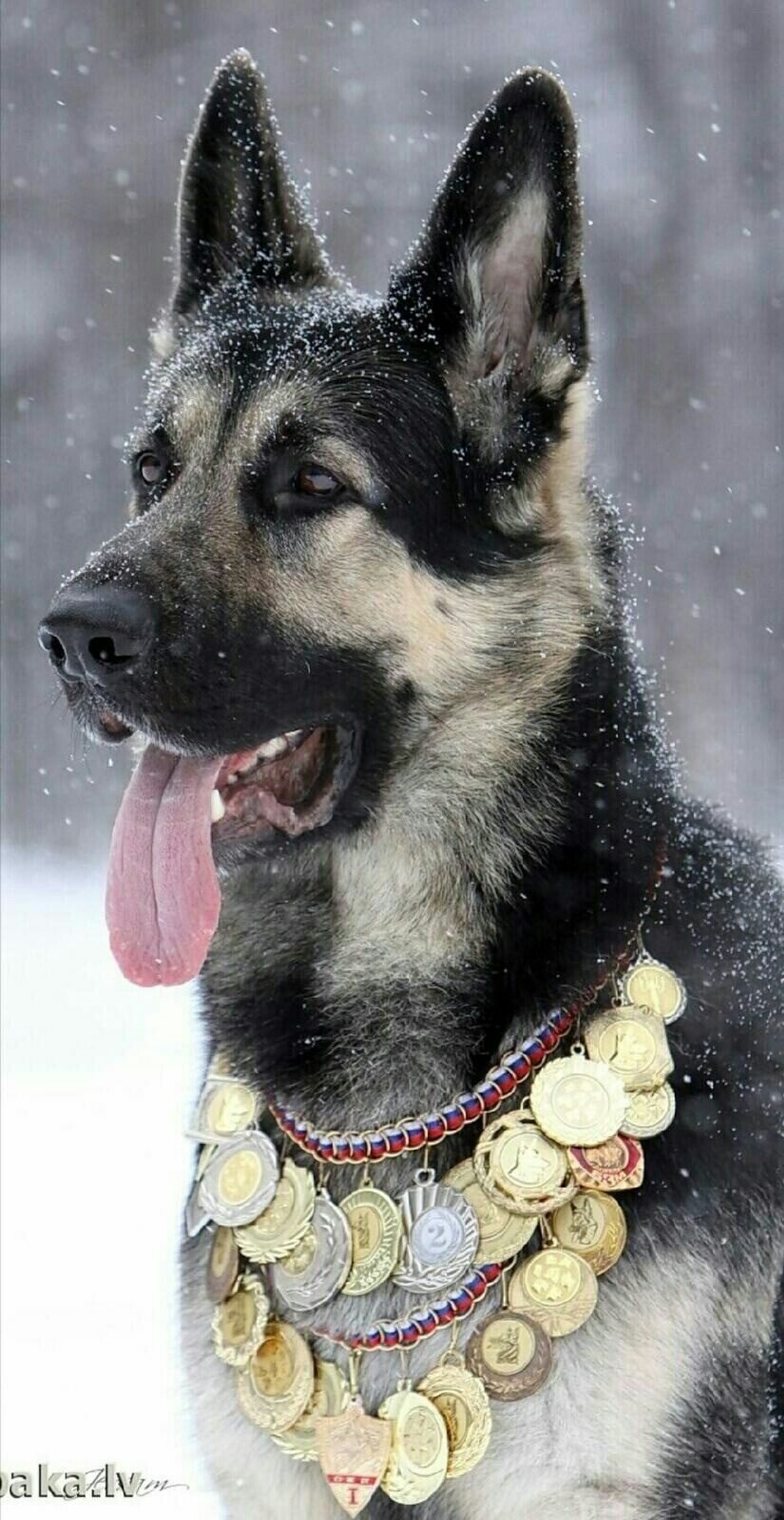 Восточноевропейская овчарка