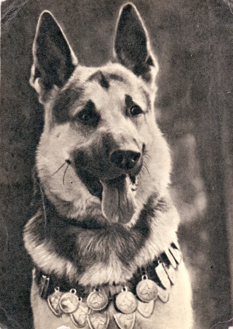 Восточно-европейская овчарка Джульбарс