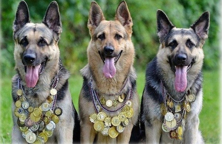 Собака с наградами