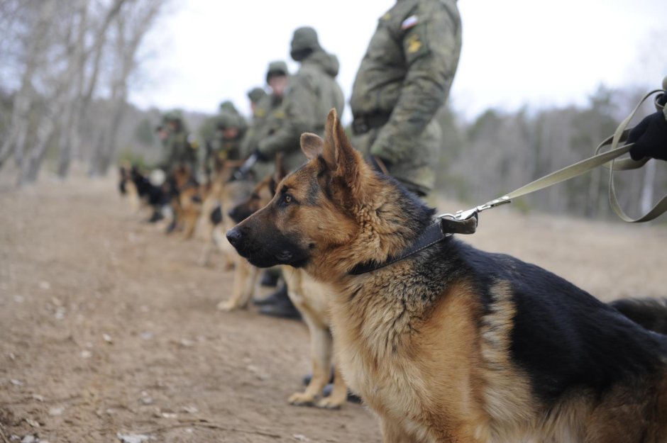 Овчарка кинология