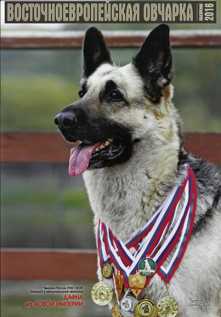 Восточно-европейская овчарка Дафна