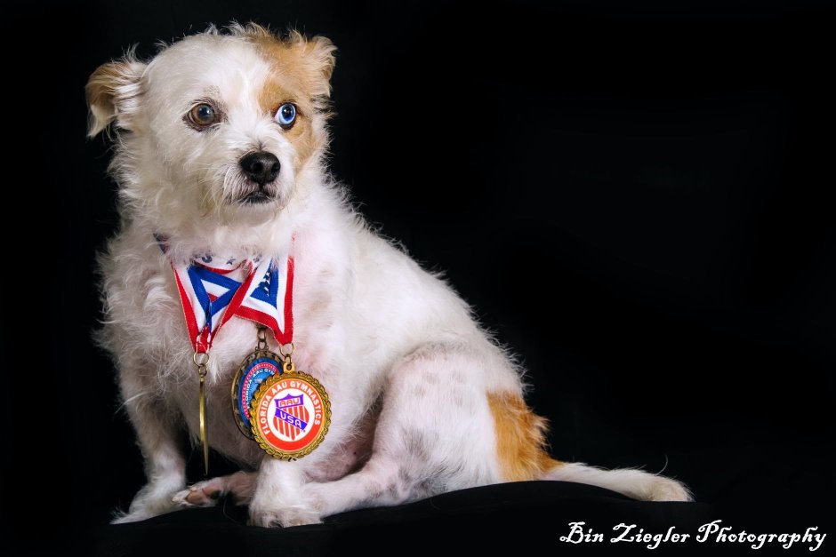 Собаки чемпионы медалисты