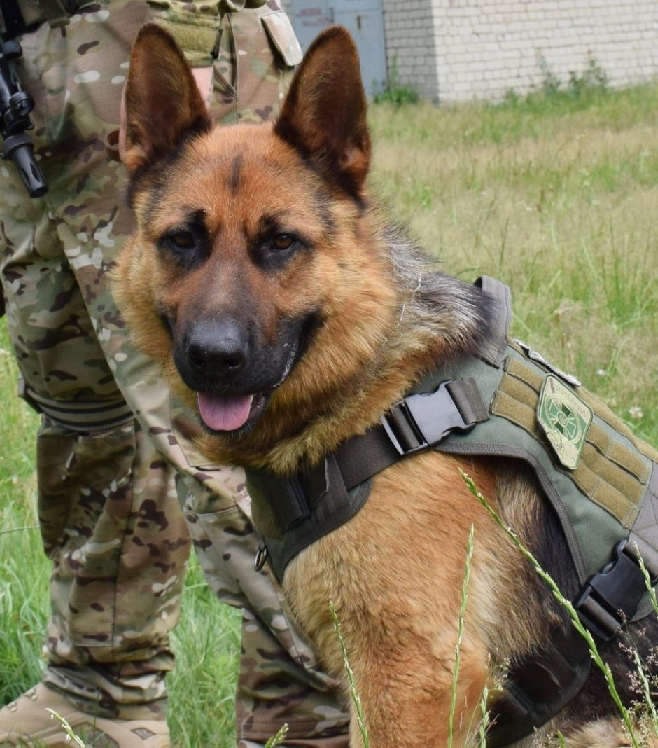 Немецкая овчарка кинология