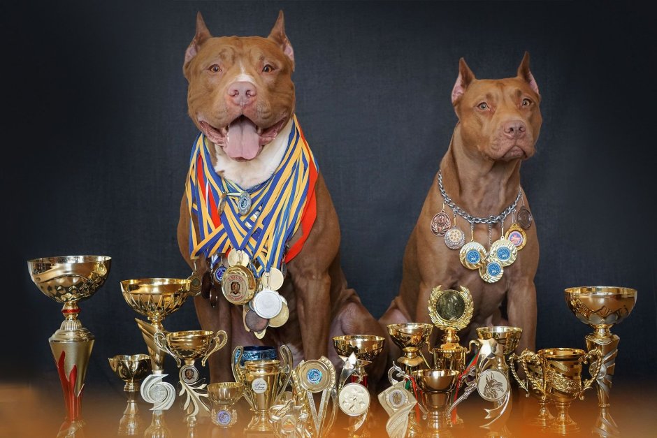 Выставка питбуль питбуль собака