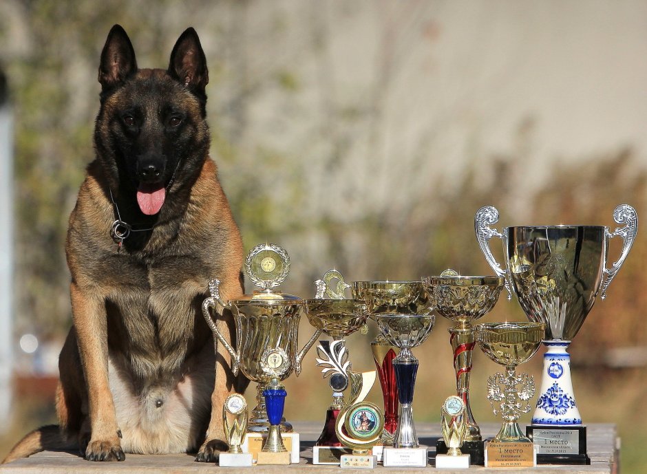 Азарт из команды азарт малинуа