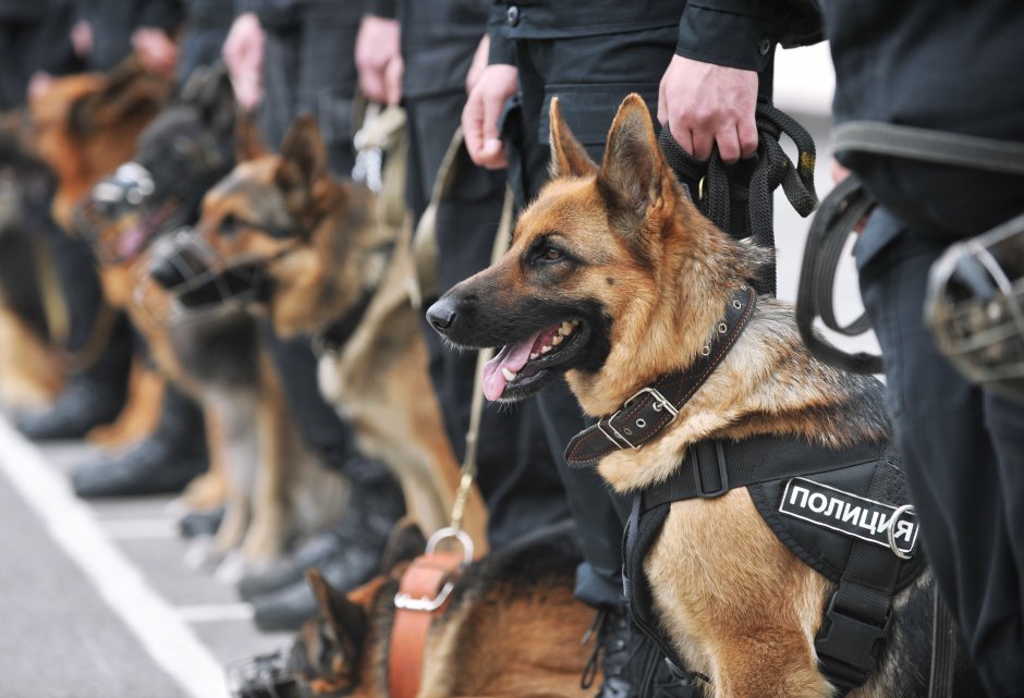 Овчарка кинология