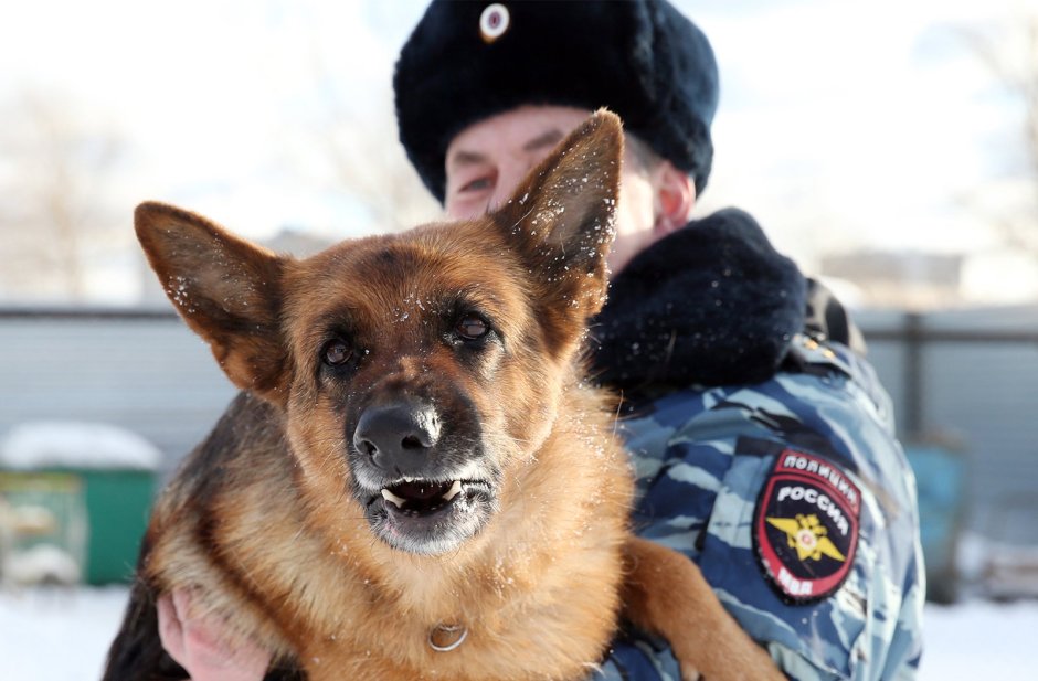 Немецкая овчарка полиция полиция