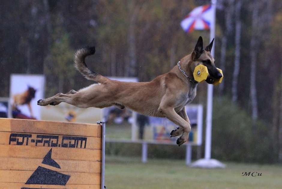 Малинуа ОКД