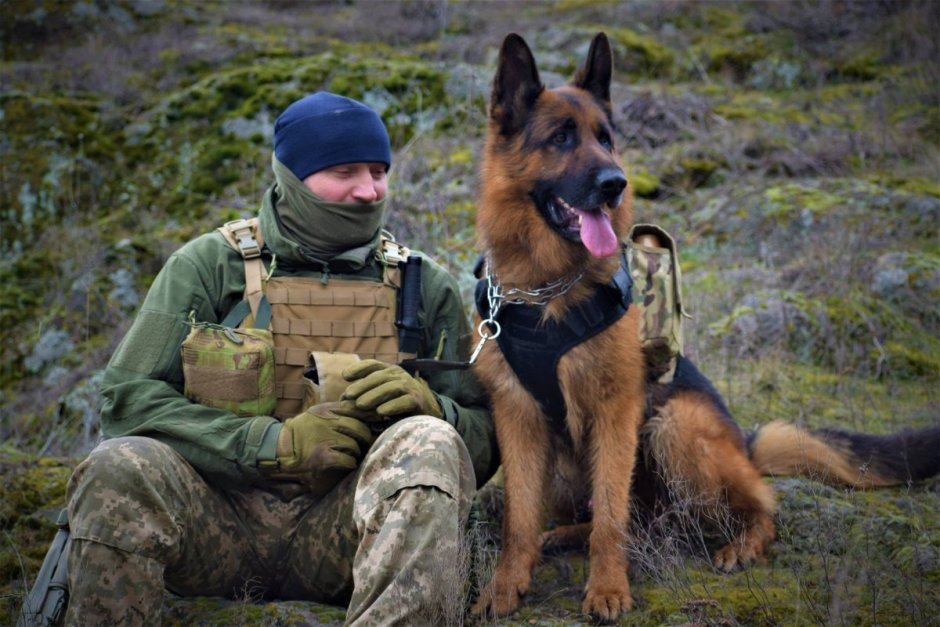 Служебные собаки