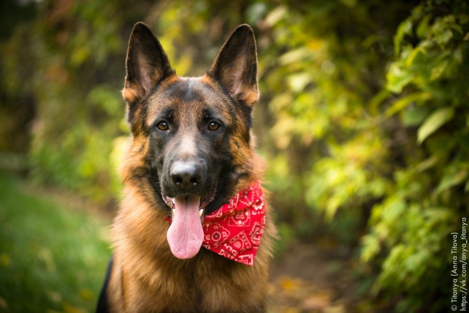 Собака немецкая немецкая овчарка