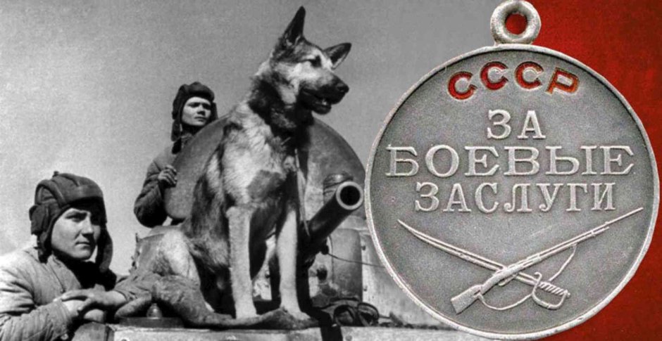 Джульбарс собака миноискатель