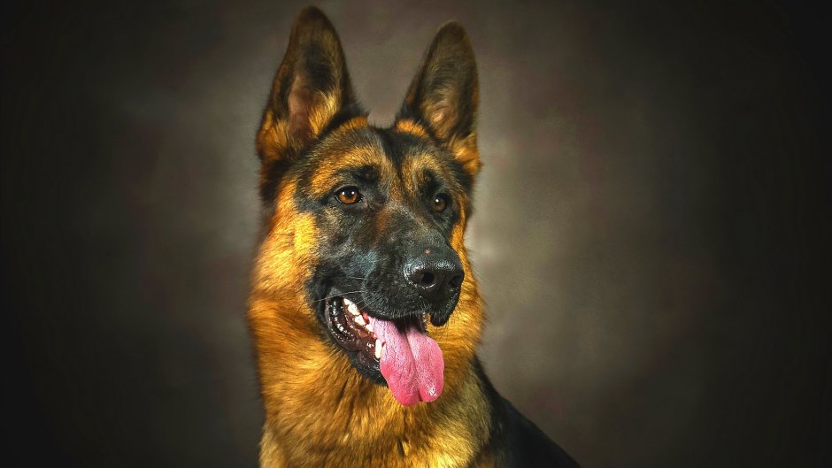 Немецкая овчарка