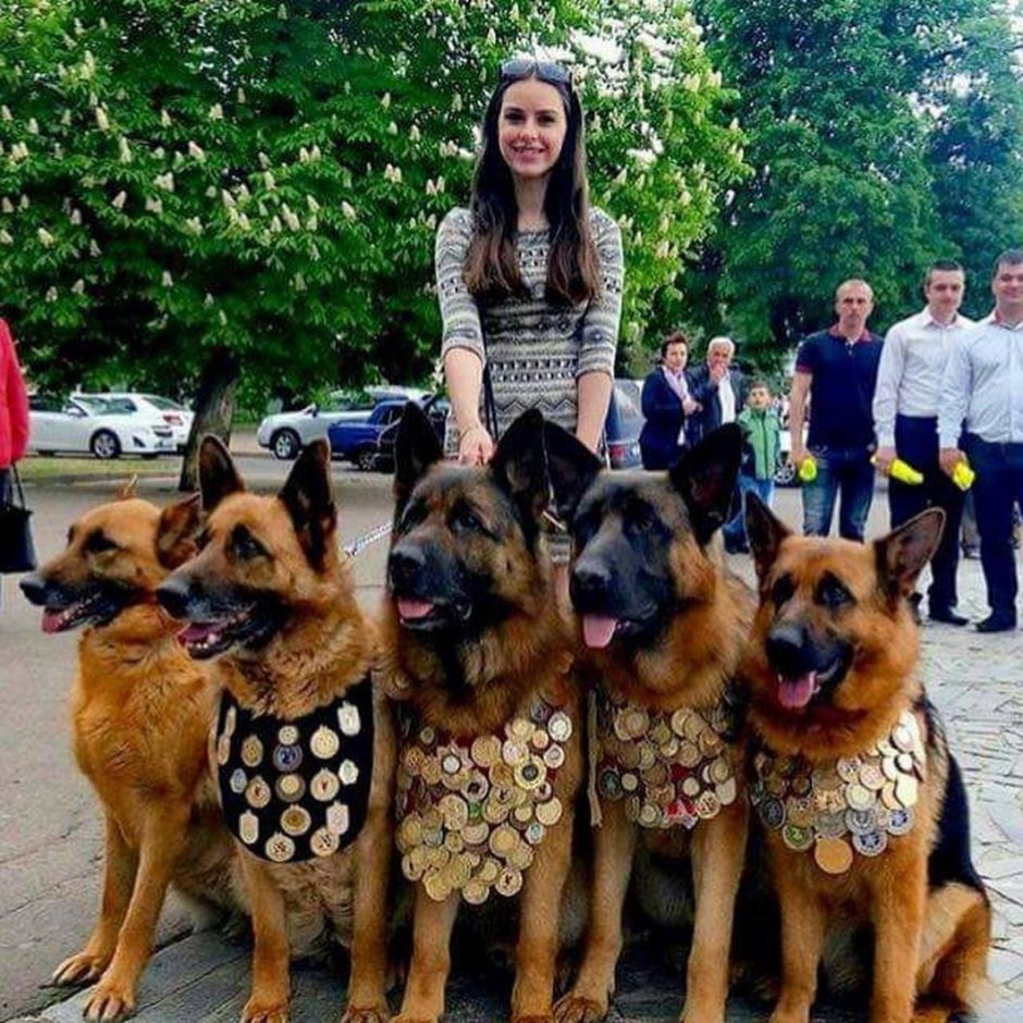 Медалисты выставок немецкие овчарки