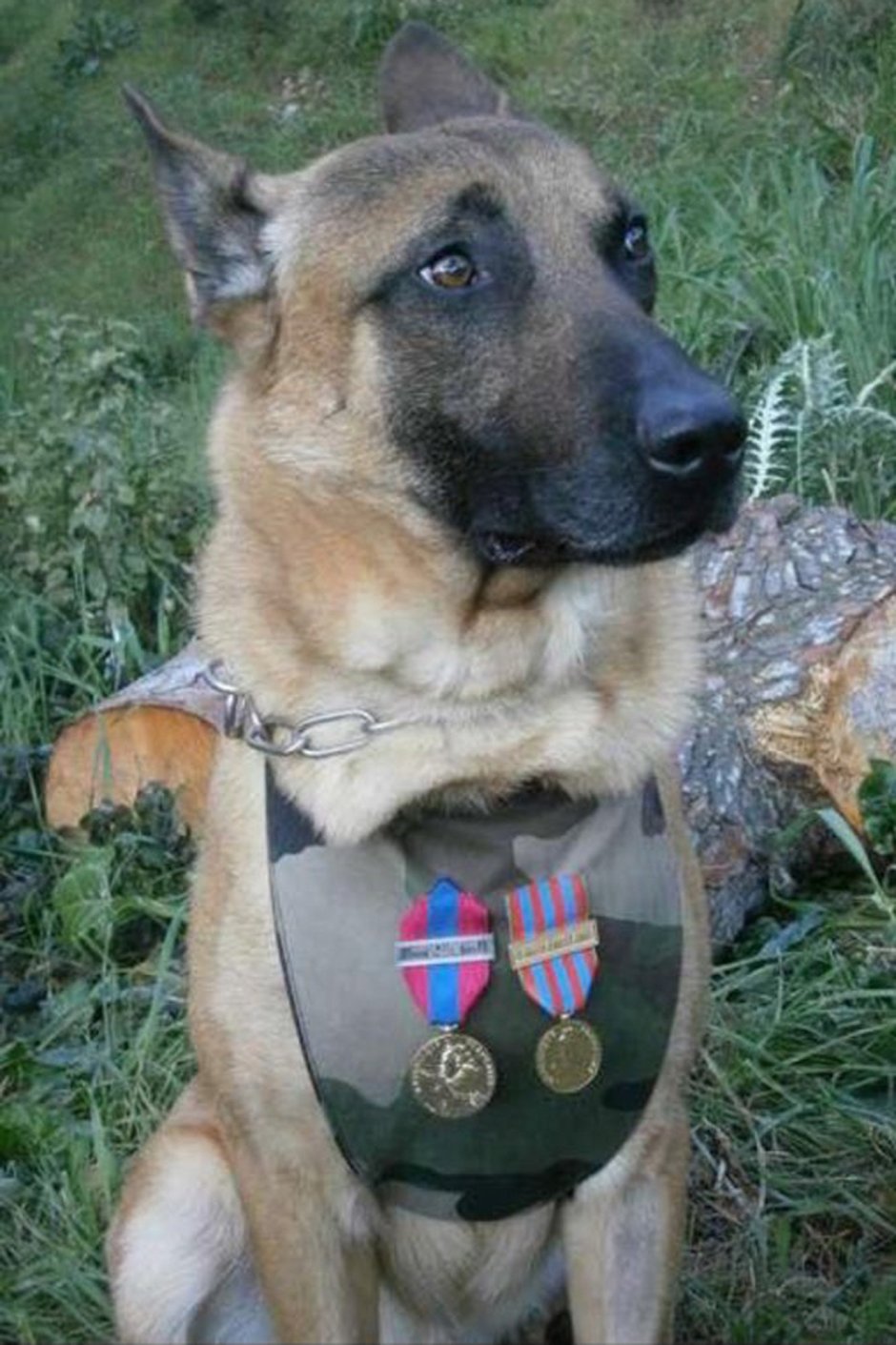 Бельгийская овчарка дизель