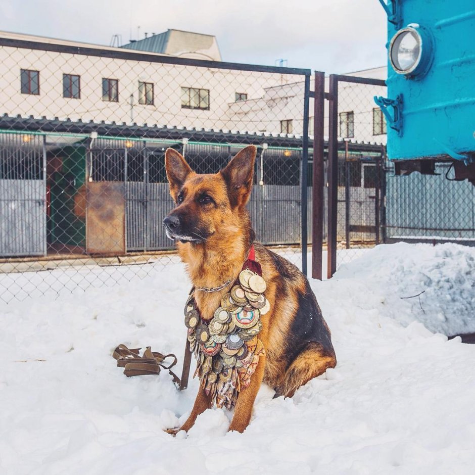 Немецкая овчарка с медалями