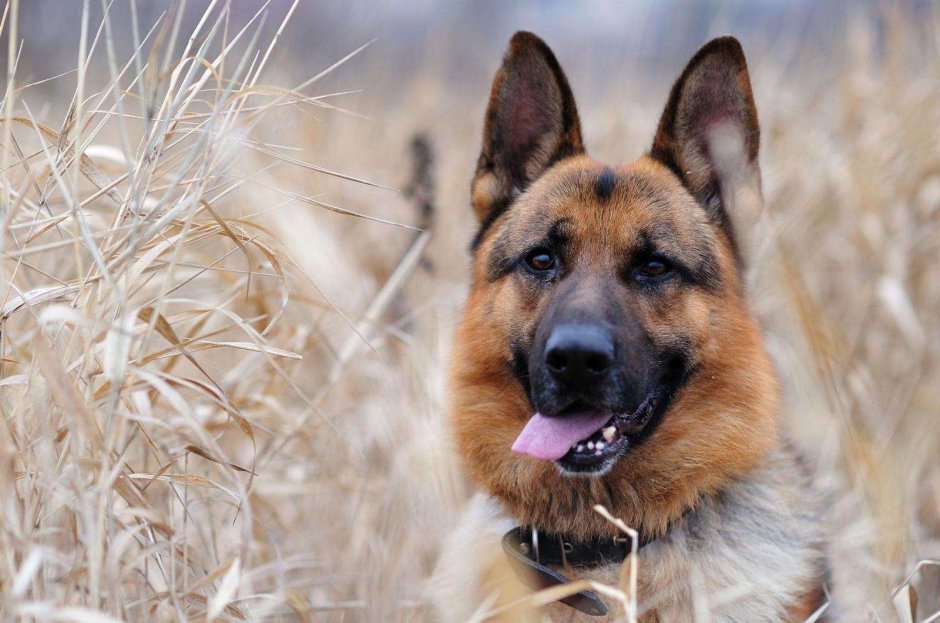 Немецкая овчарка волкодав
