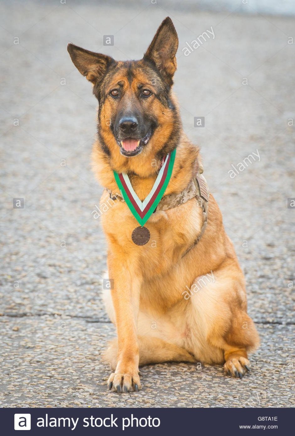 Ордэн немецкая овчарка