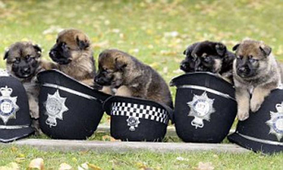 Немецкая овчарка щенки к9