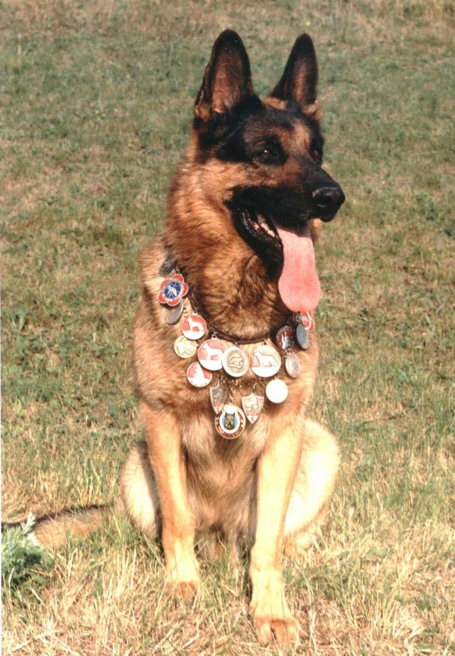 Служебные собаки с медалями