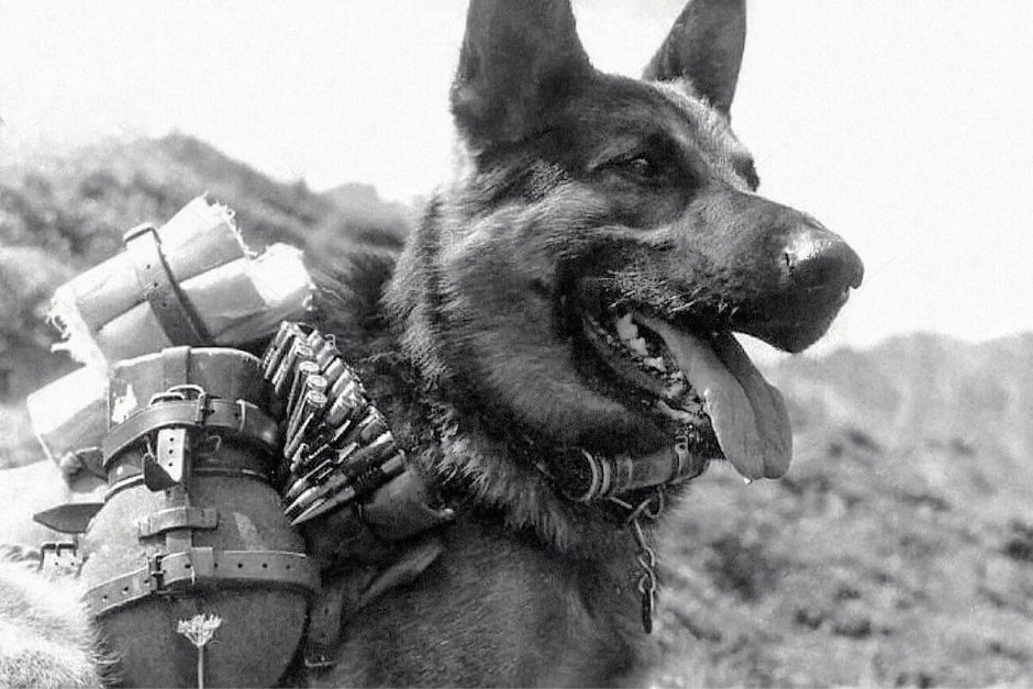 Овчарка Дина в годы Великой Отечественной войны