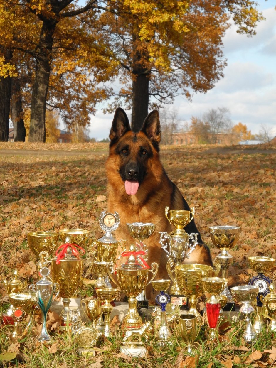 Ордэн немецкая овчарка