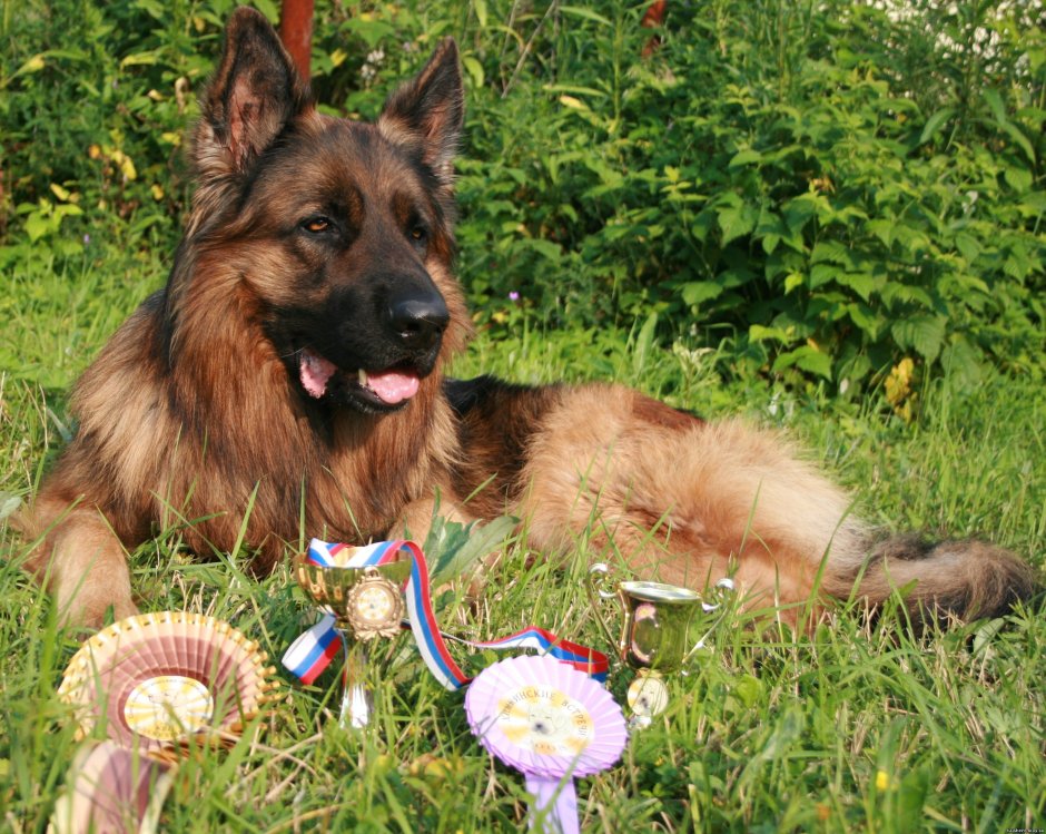 Длинношерстные овчарки Австрийская