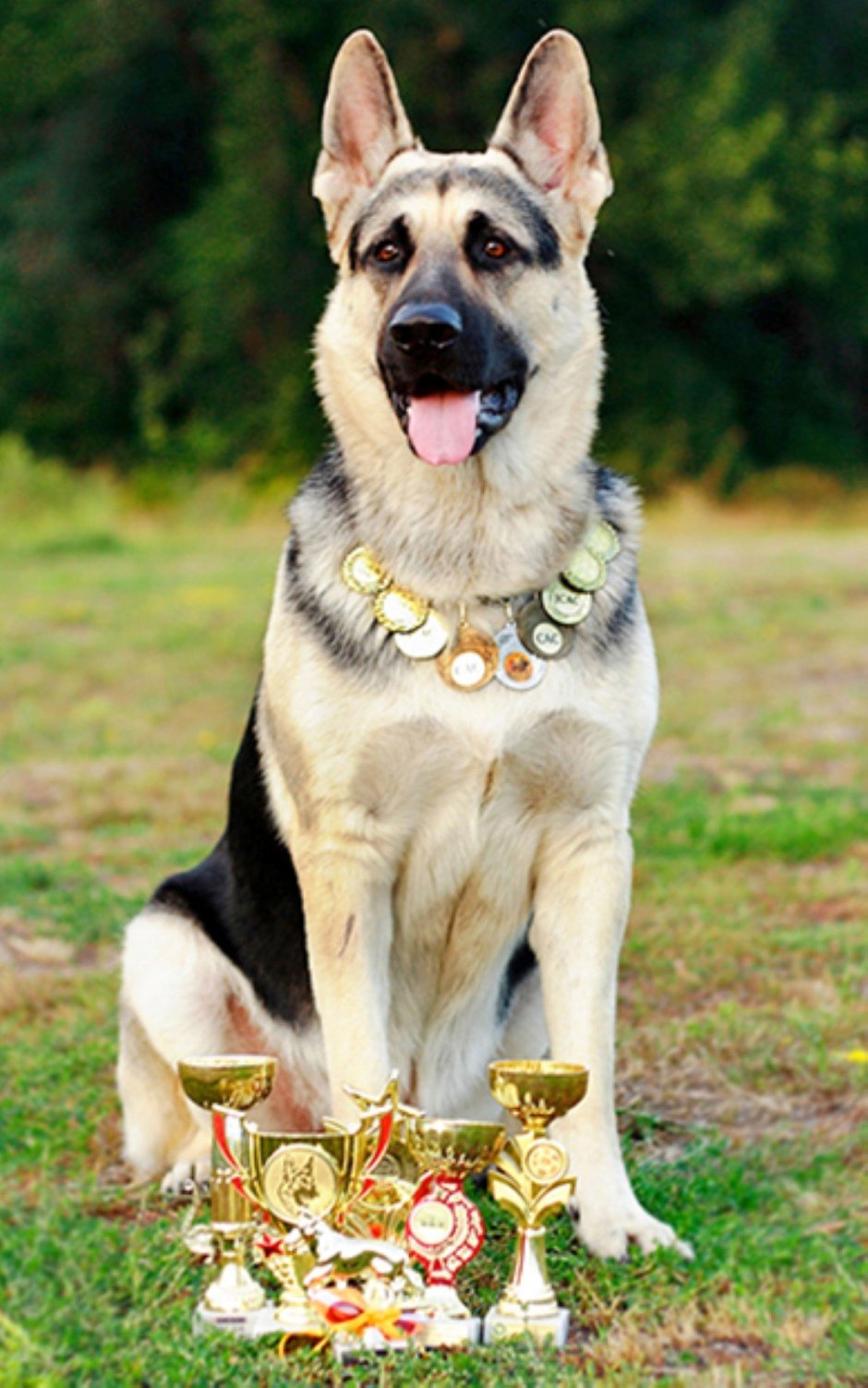 Восточно европейская овчарка чемпион породы