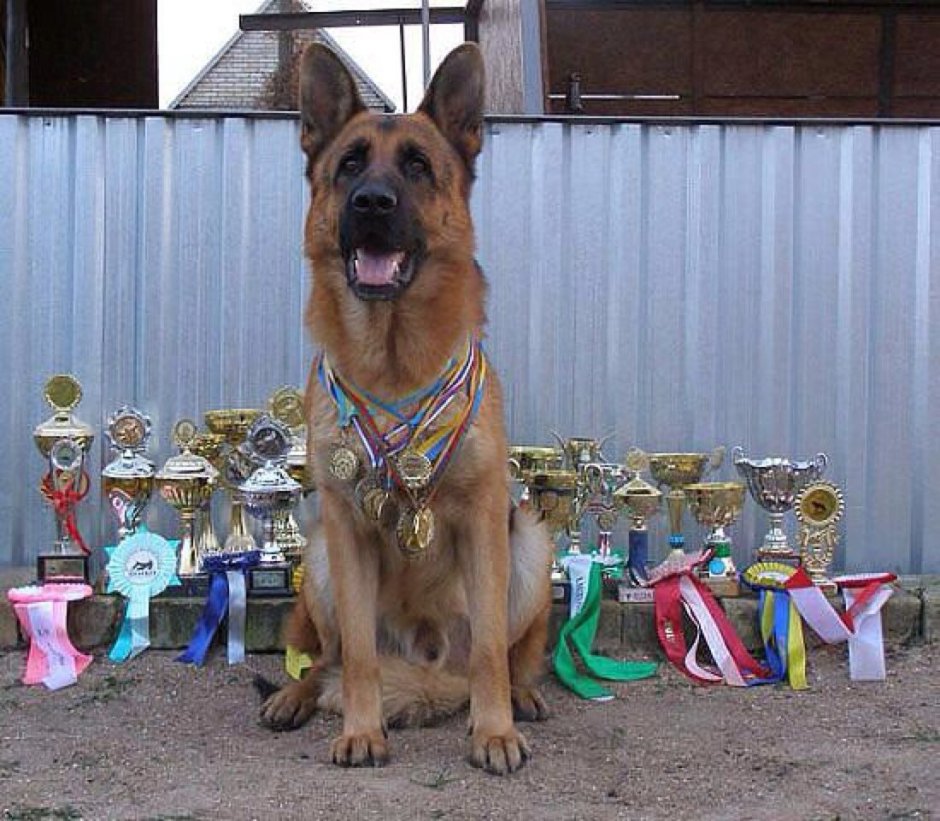 Овчарка с медалями