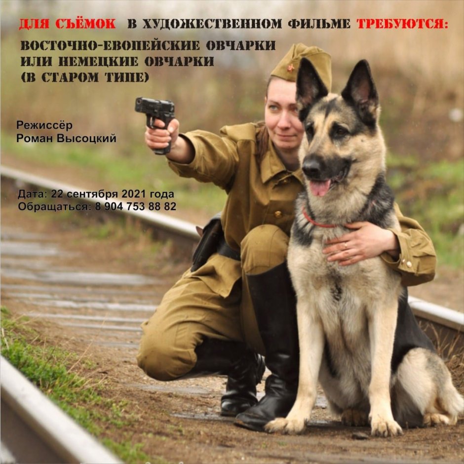 Восточноевропейская овчарка пограничник