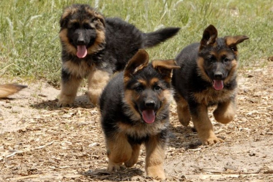 Пограничник с овчаркой