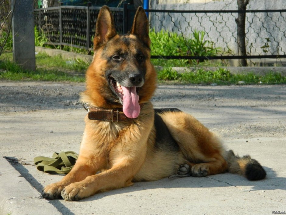 Немецкая овчарка пограничник