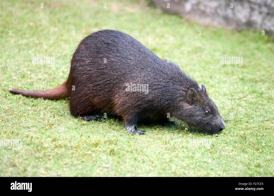 Hispaniolan Hutia