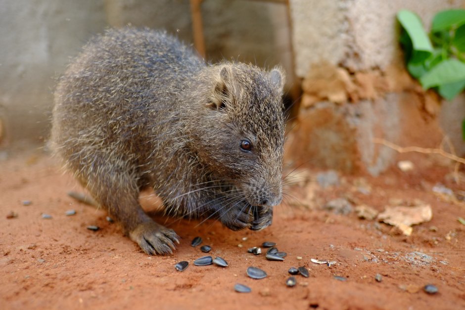 Capromys pilorides